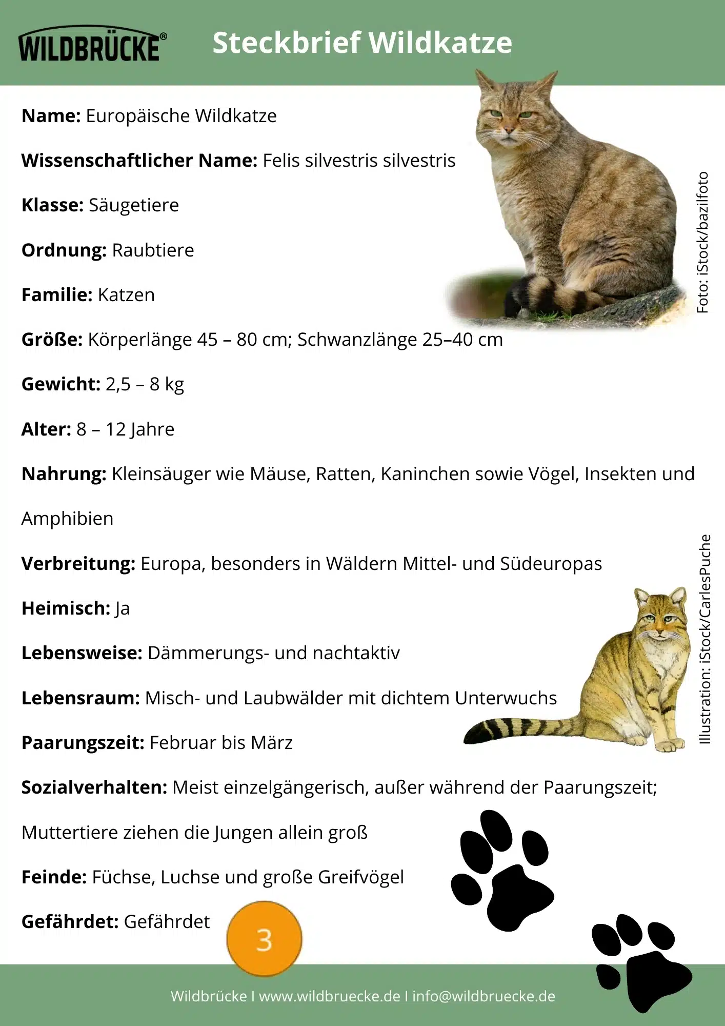 Wildkatze Steckbrief - Wildtiere in Deutschland