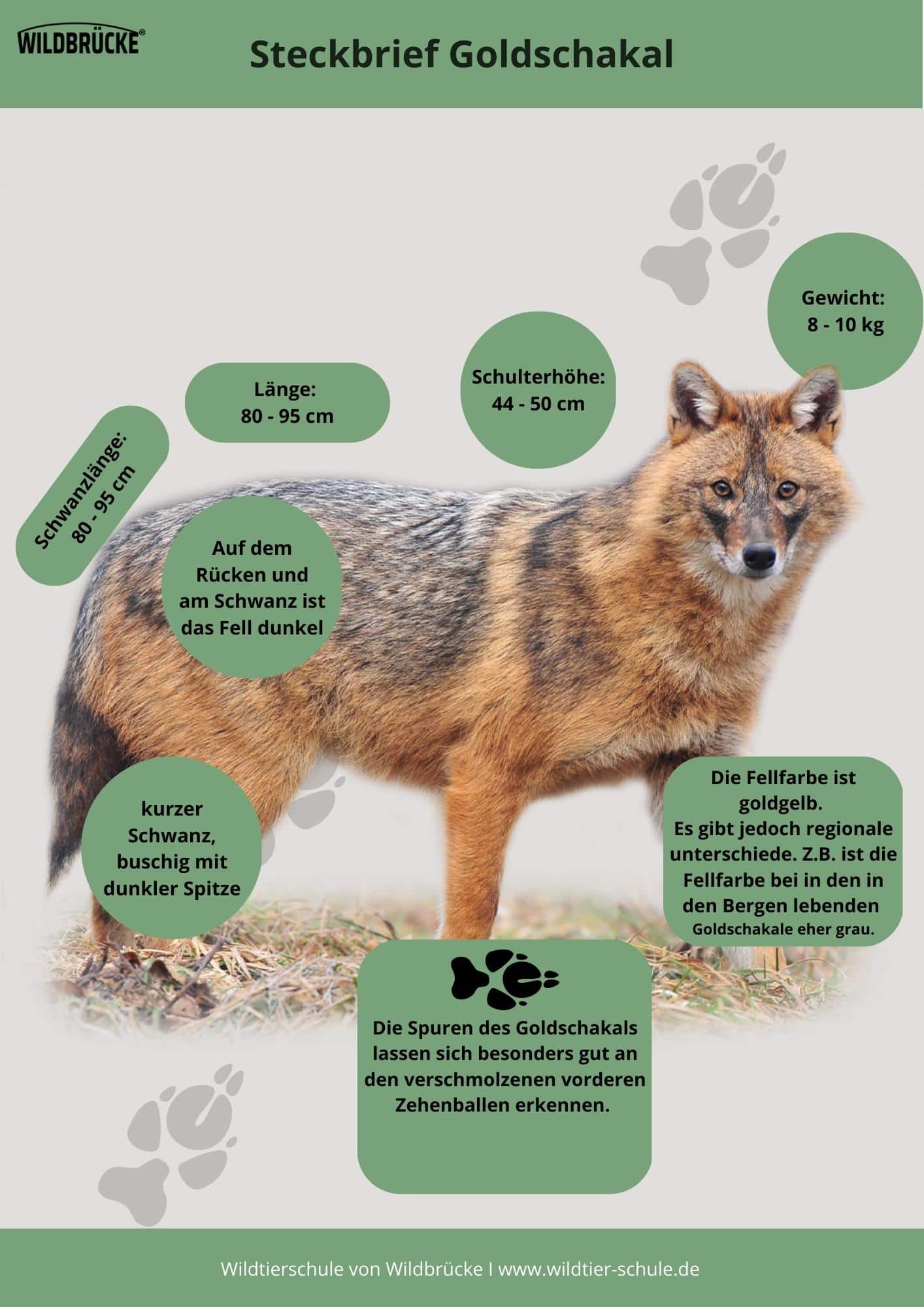 Goldschakal Steckbrief - Wildtiere in Deutschland