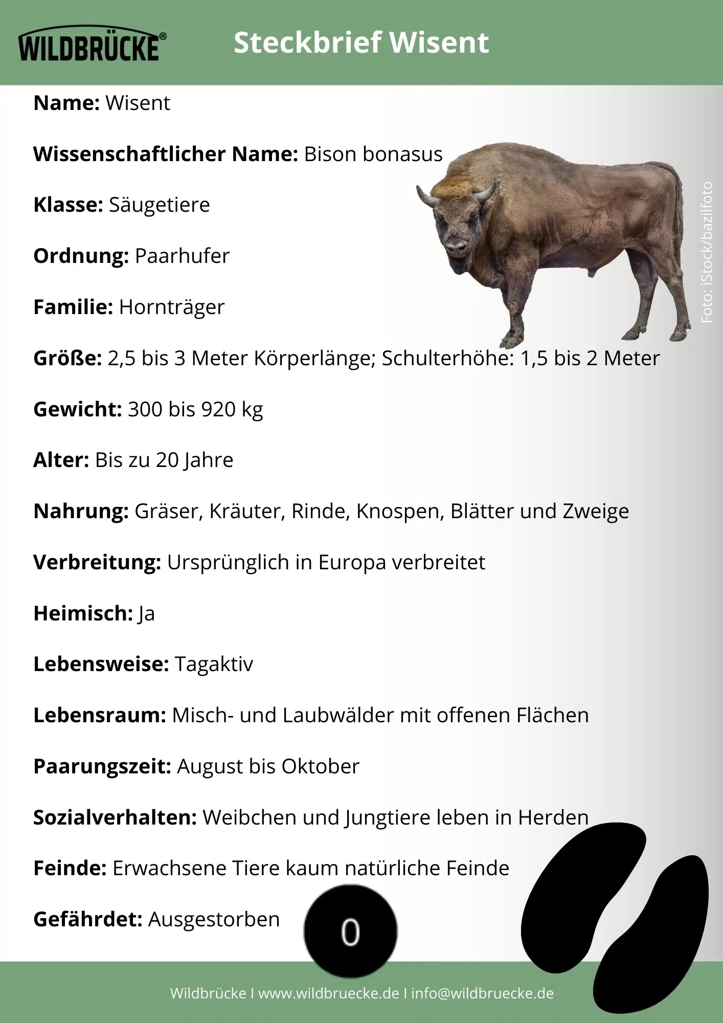 Wisent Steckbrief - Wildtiere in Europa