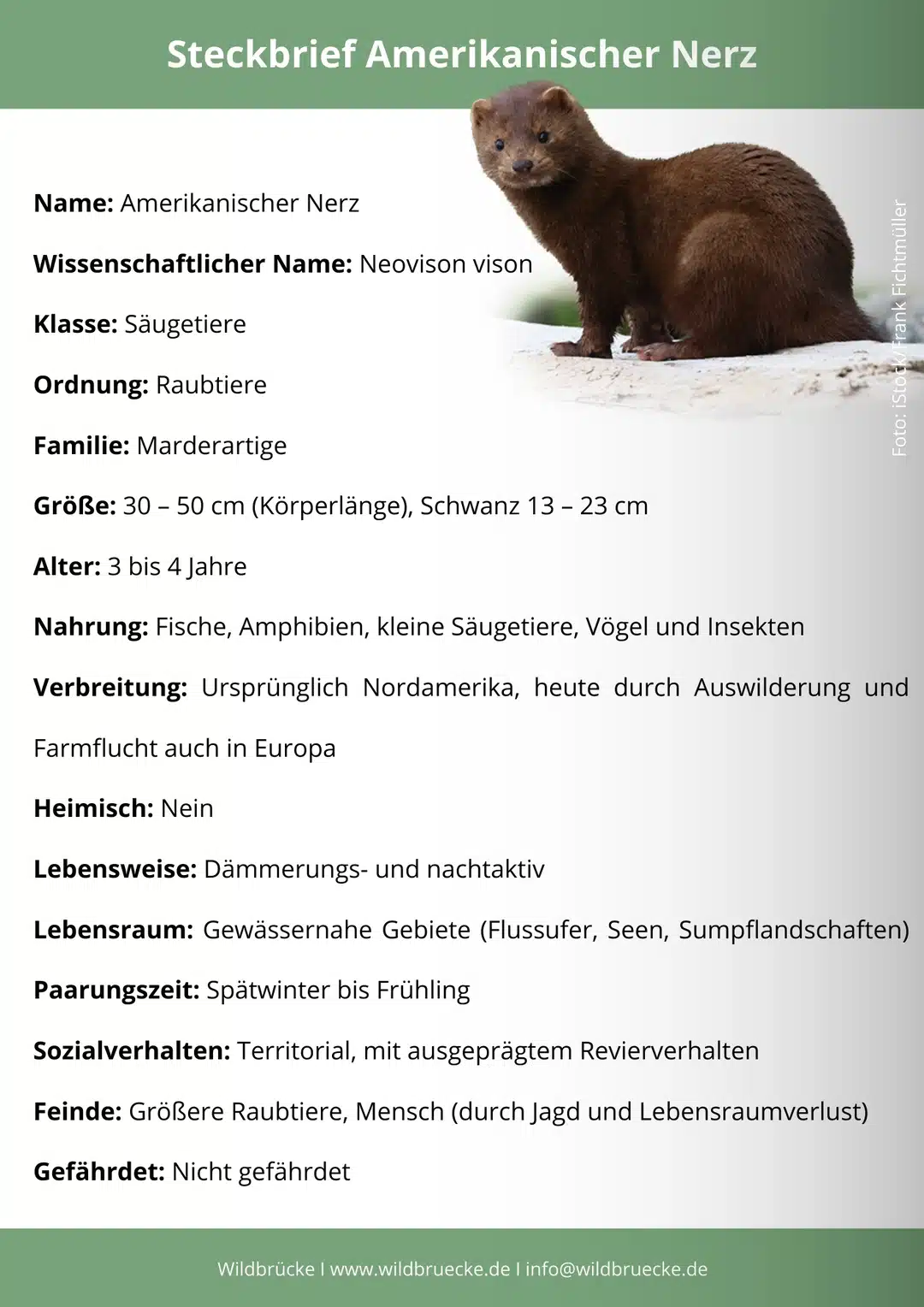 Amerikanischer Nerz Steckbrief - Wildtiere in Deutschland