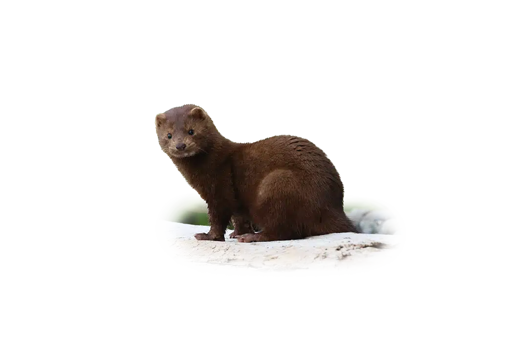 Amerikanischer Nerz - Wildtiere in Deutschland Amerikanischer Nerz - Wildtiere in Deutschland