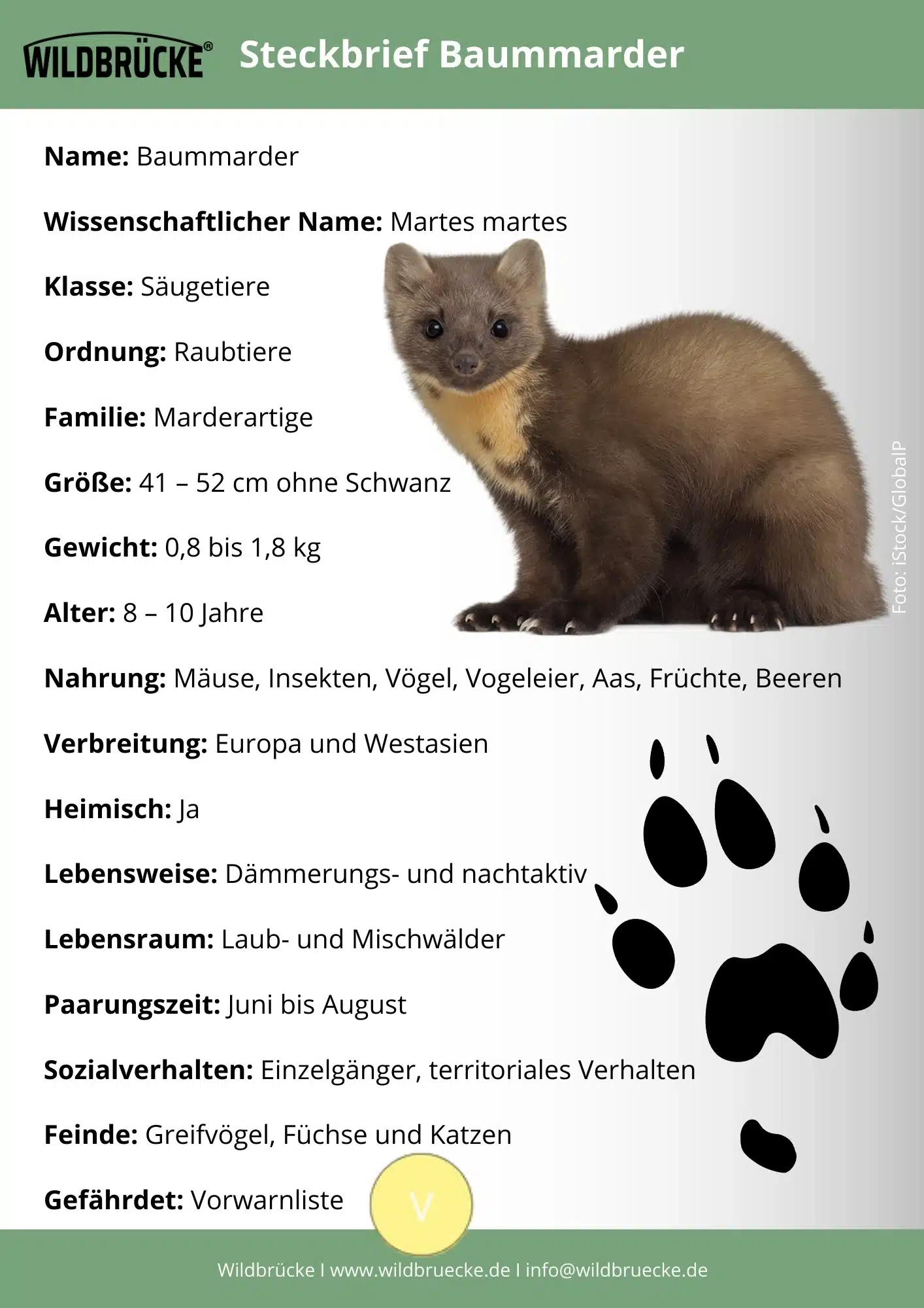 Baummarder Steckbrief - Wildtiere in Deutschland