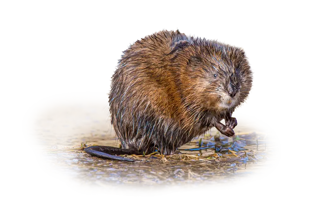 Bisamratte - Wildtiere in Deutschland Bisamratte - Wildtiere in Deutschland
