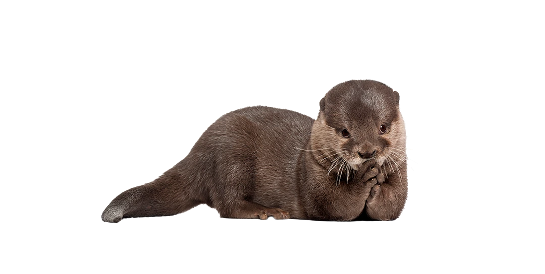 Der Fischotter - Wildtiere in Deutschland Der Fischotter - Wildtiere in Deutschland