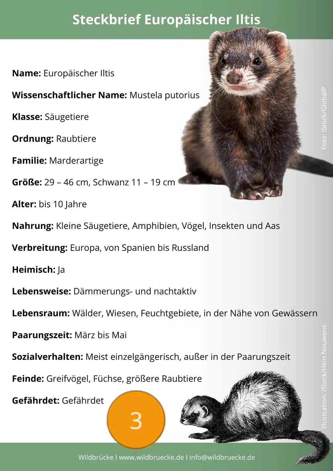 Sikahirsch Steckbrief - Wildtiere in Deutschland