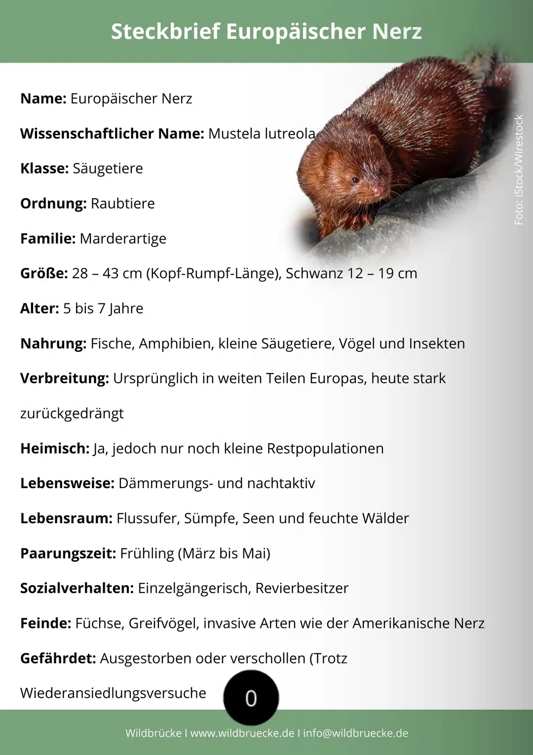 Europäischer Nerz Steckbrief - Wildtiere in Deutschland
