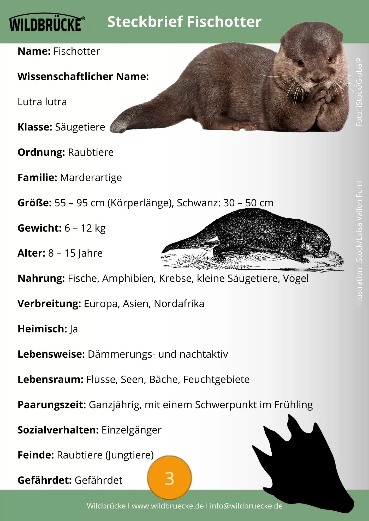 Fischotter Steckbrief - Wildtiere in Deutschland