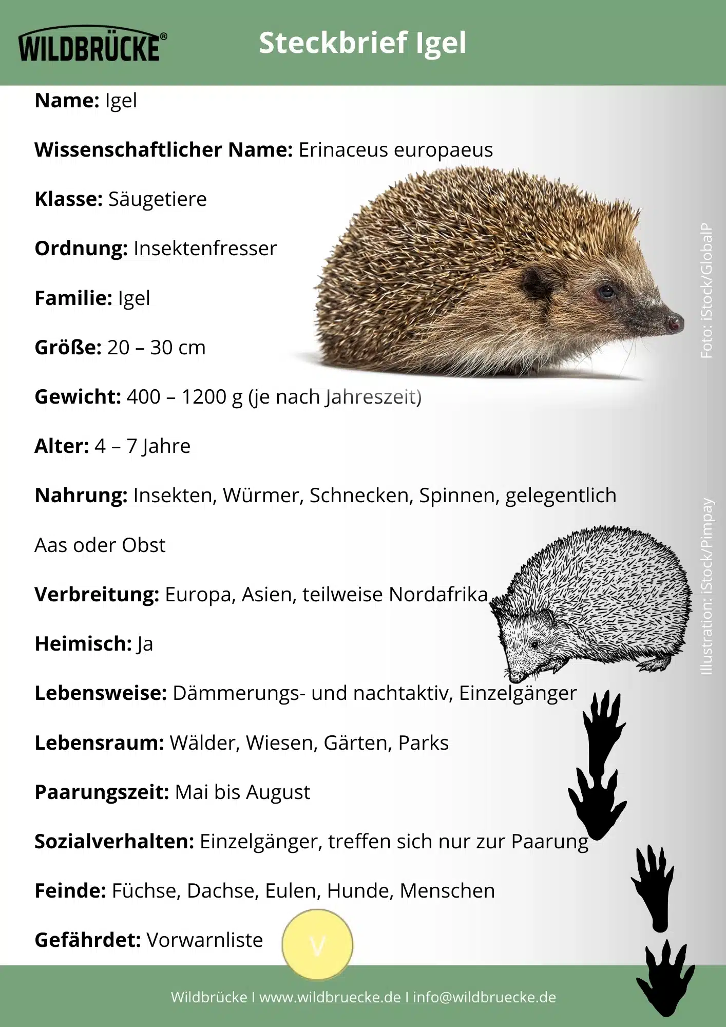 Igel Steckbrief - Wildtiere in Deutschland