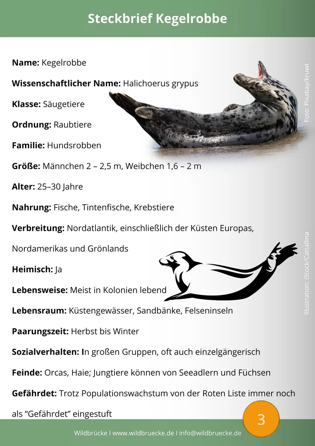Kegelrobbe Steckbrief - Wildtiere in Deutschland