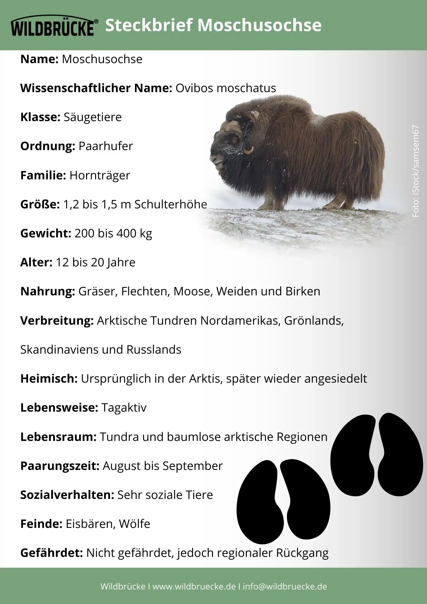 Moschusochse Steckbrief - Wildtiere in Europa