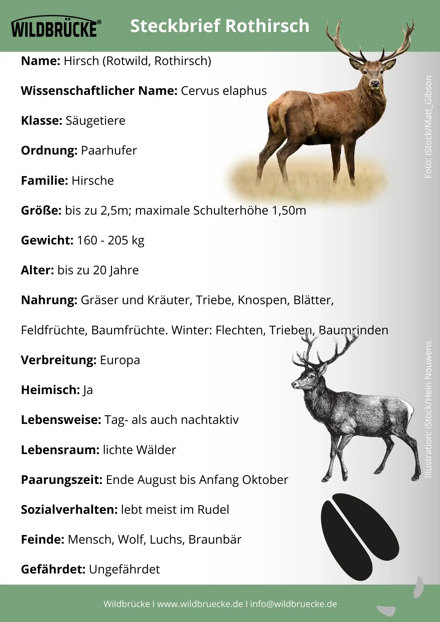 Rothirsch Steckbrief - Wildtiere in Deutschland Rothirsch Steckbrief - Wildtiere in Deutschland