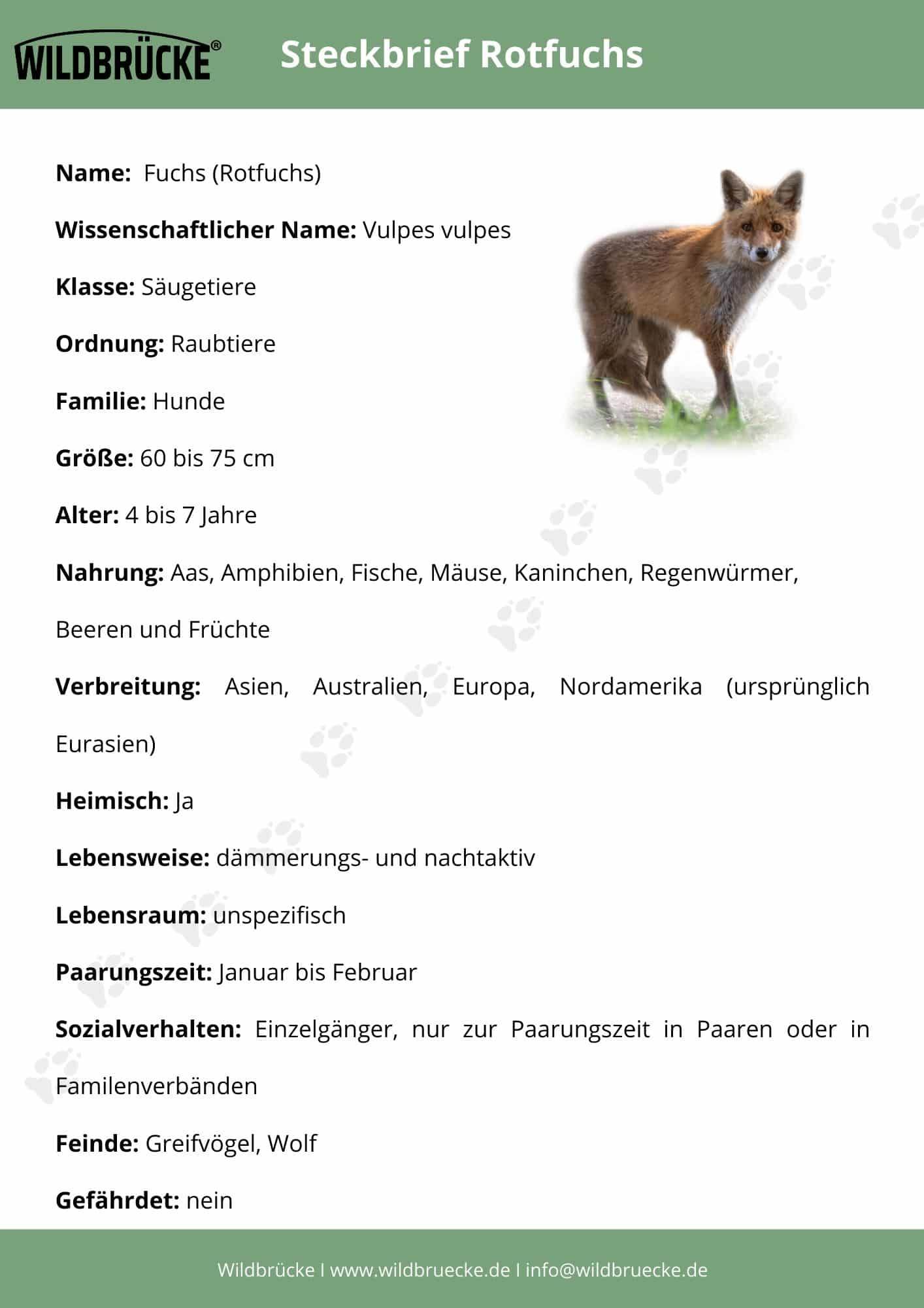 Fischotter Steckbrief - Wildtiere in Deutschland
