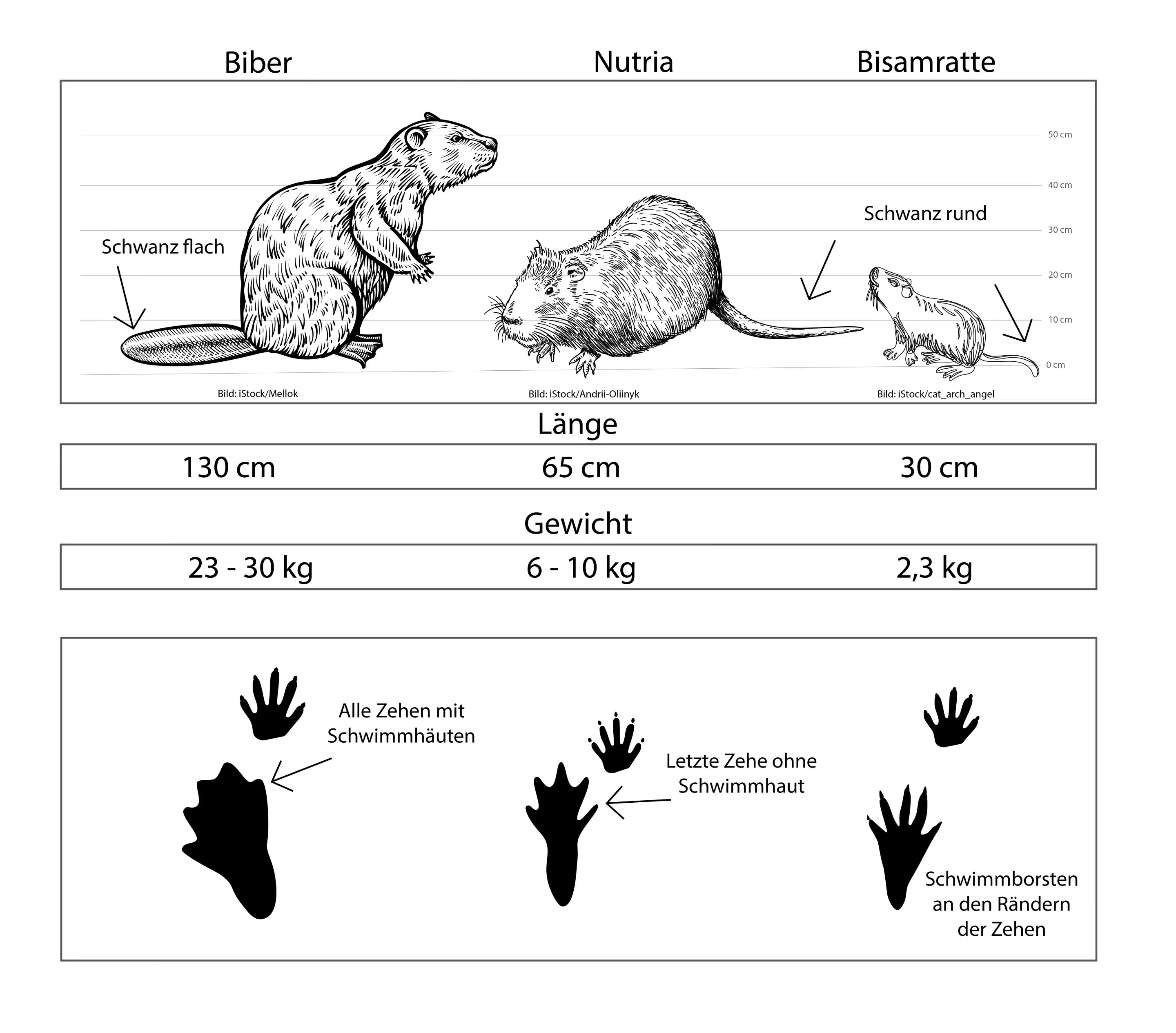 Unterschied Biber, Nutria, Bisamratte Unterschied Biber, Nutria, Bisamratte