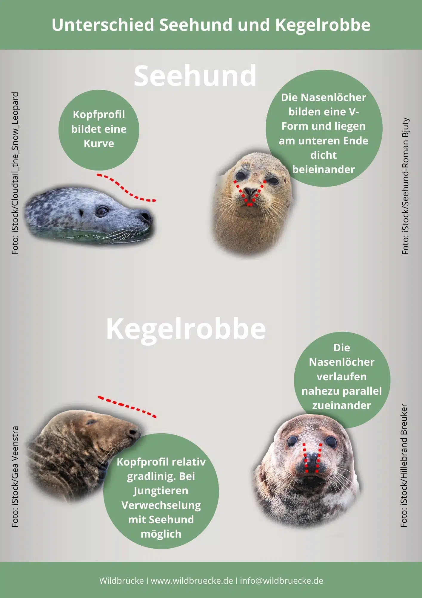 Unterschied Seehund und Kegelrobbe-Wildtiere in Deutschland