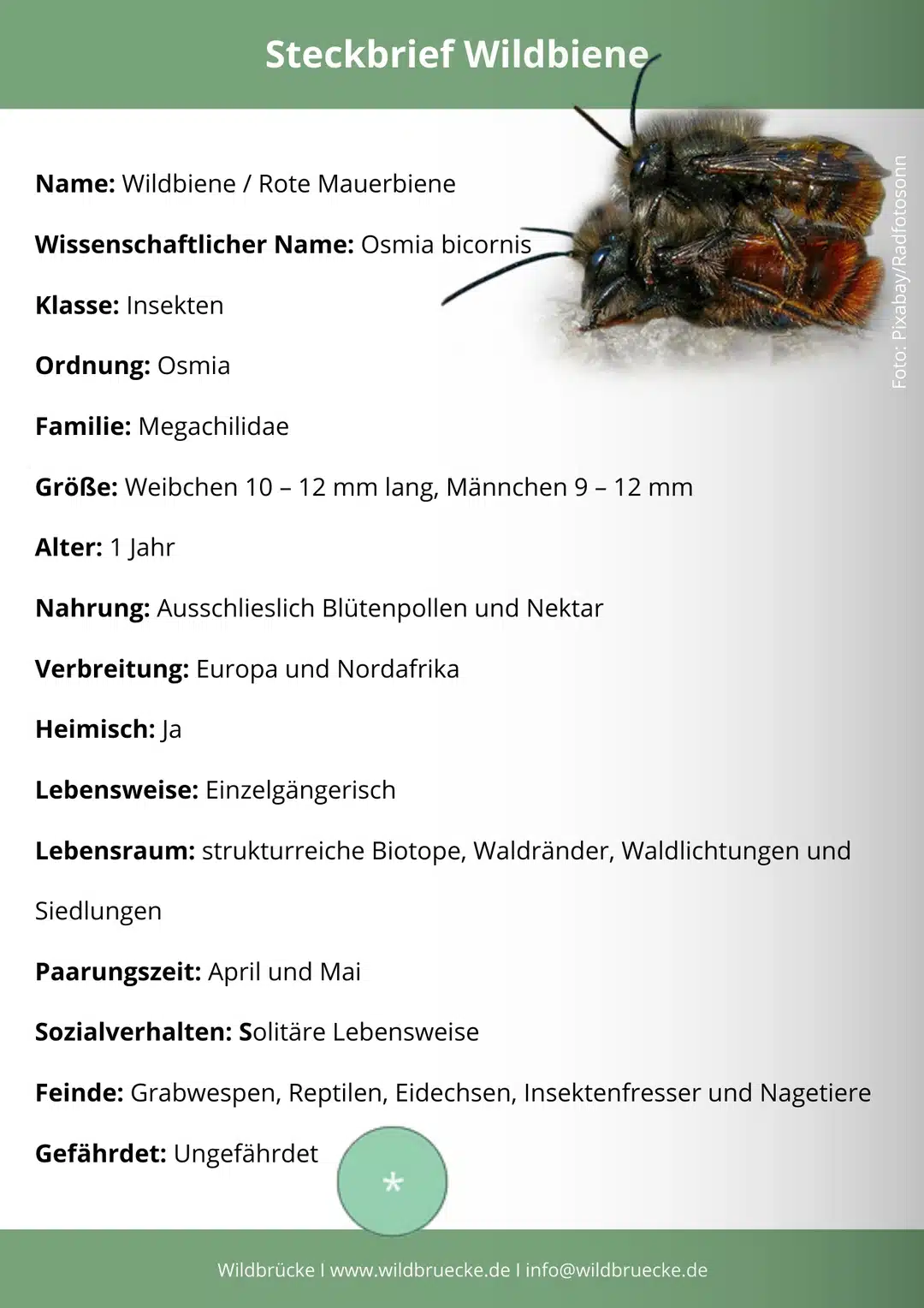 Wildbiene Steckbrief - Wildtiere in Deutschland
