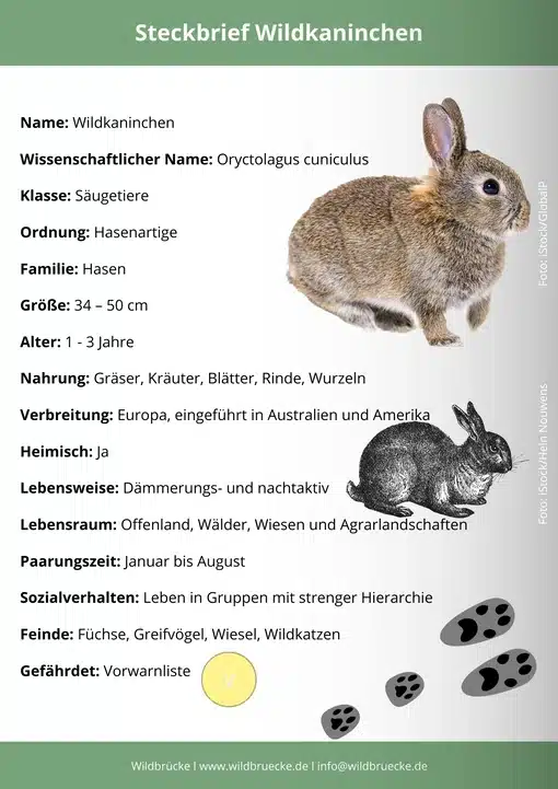 Der Rotfuchs - Ein Steckbrief