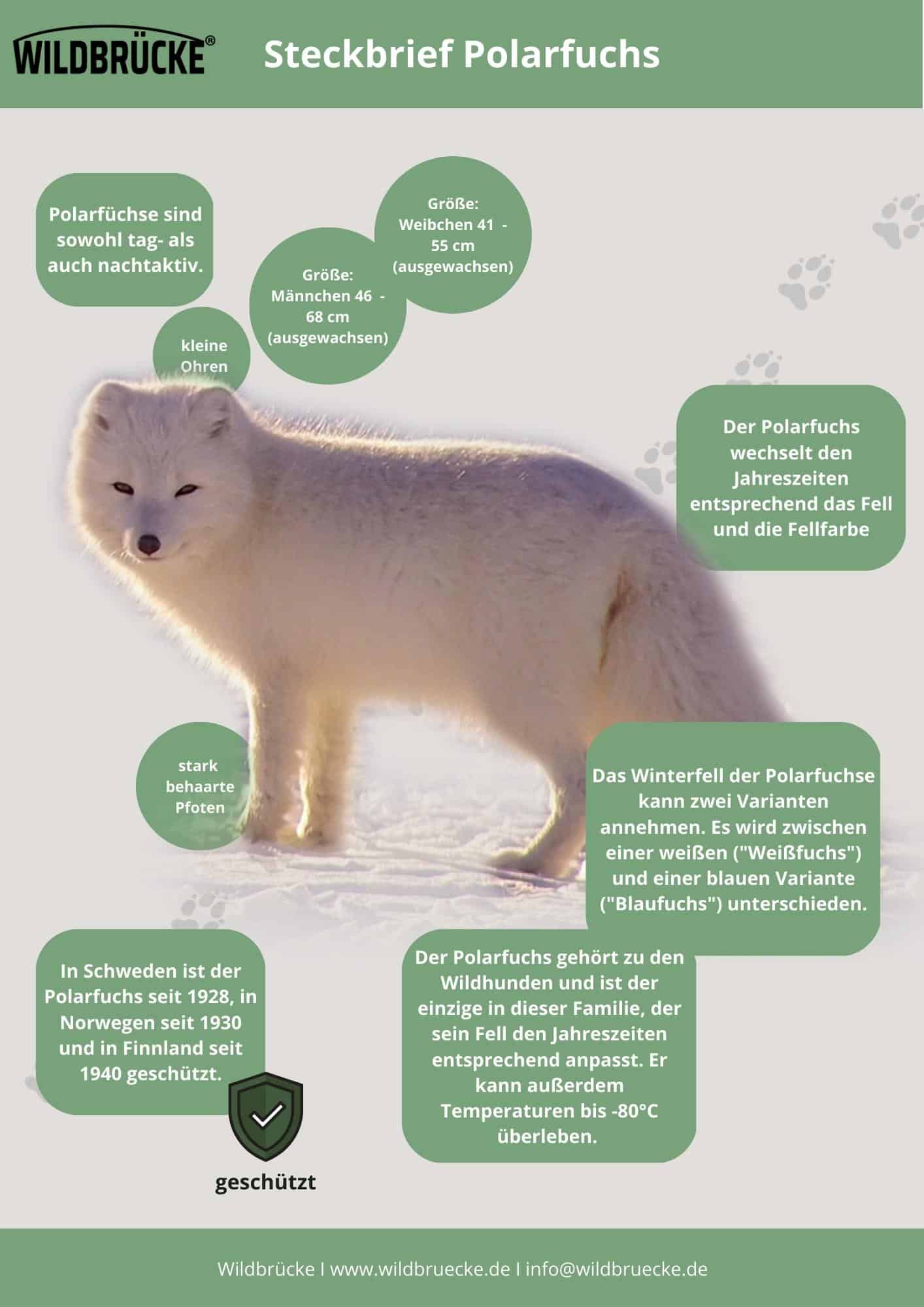Steckbrief Polarfuchs - Unterrichtsmaterial Wildtiere in Deutschland
