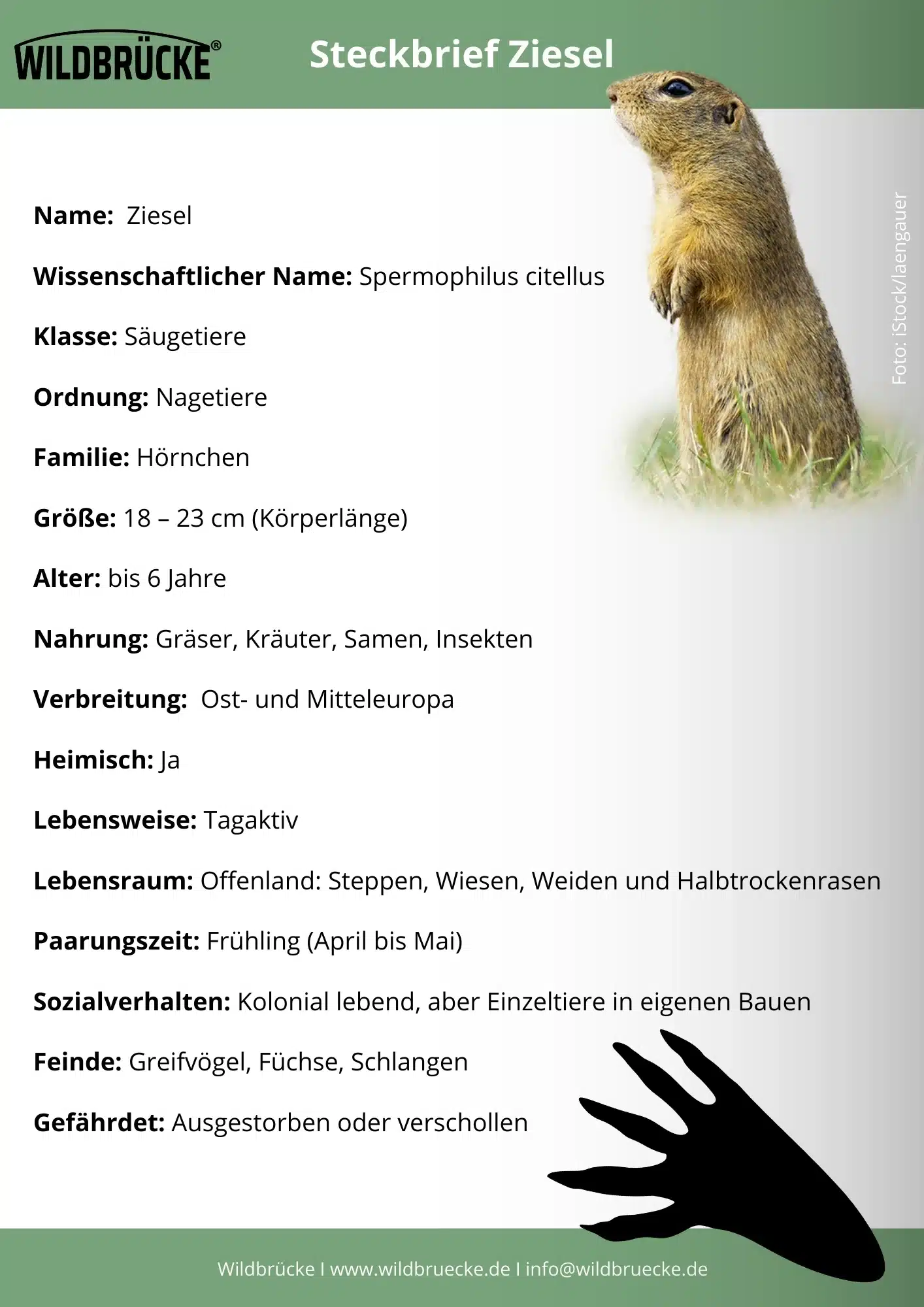 Ziesel Steckbrief - Wildtiere in Europa