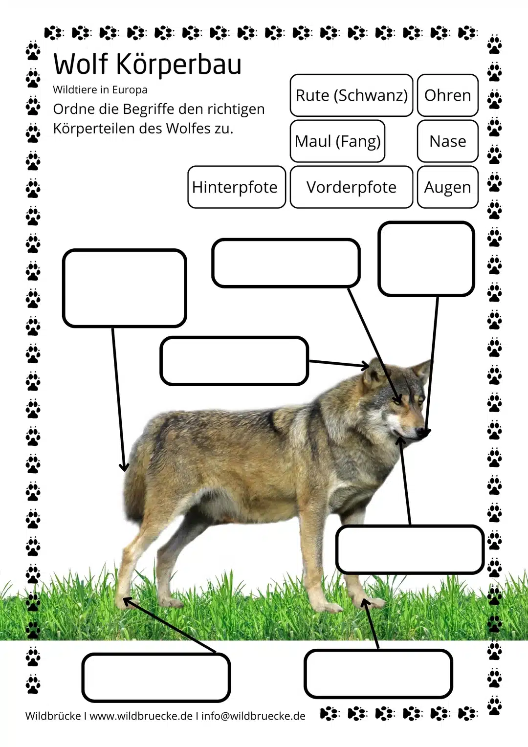 Arbeitsblatt Körperbau Wolf für Grundschule - Wildtiere in Europa (1)