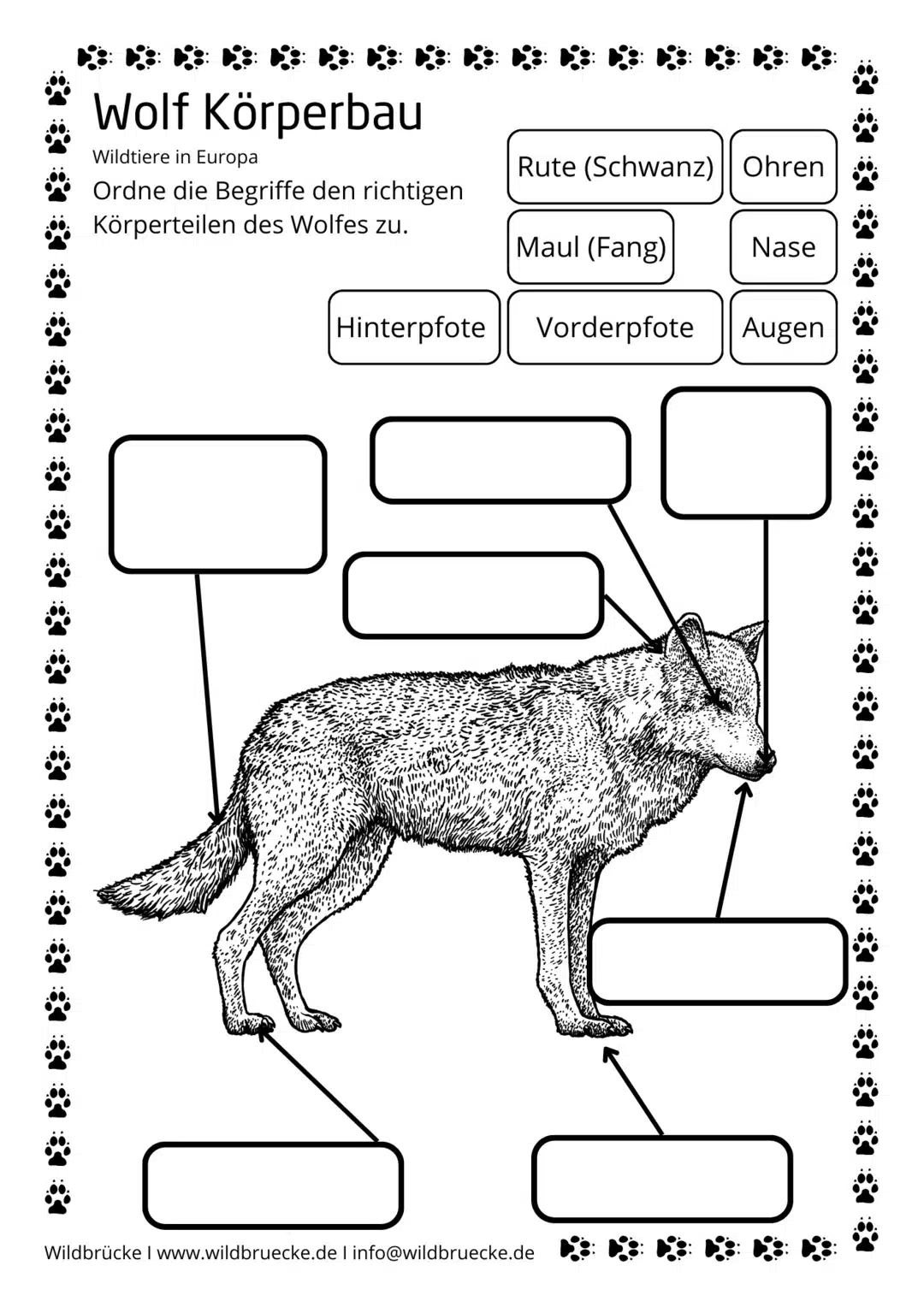 Arbeitsblatt Körperbau Wolf für Grundschule in schwarz weiß - Wildtiere in Europa s-w