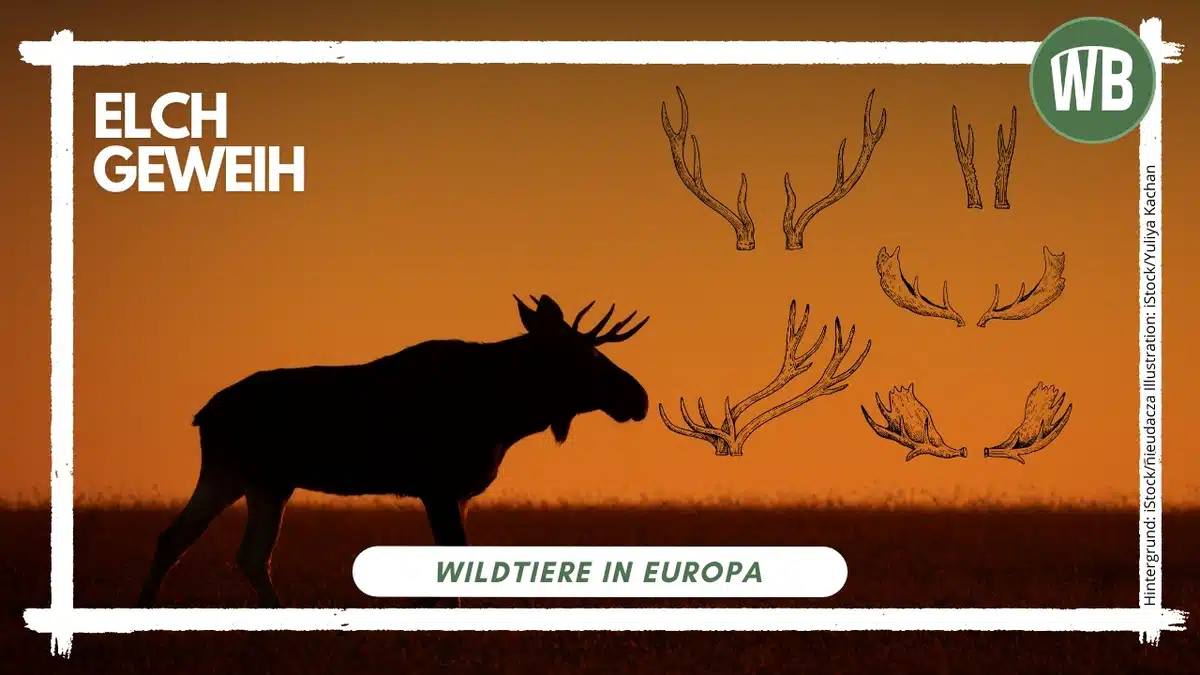 Elch Geweih - Wildtiere in Europa Elch Geweih - Wildtiere in Europa