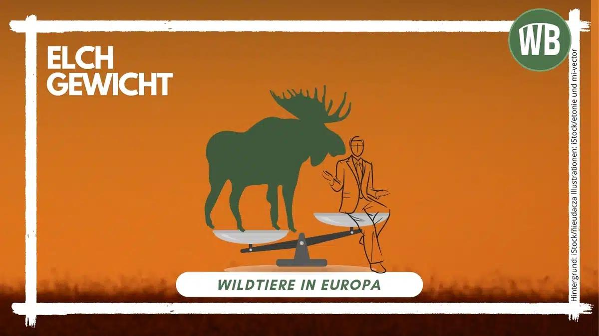 Elch Gewicht - Wildtiere in Europa Elch Gewicht - Wildtiere in Europa