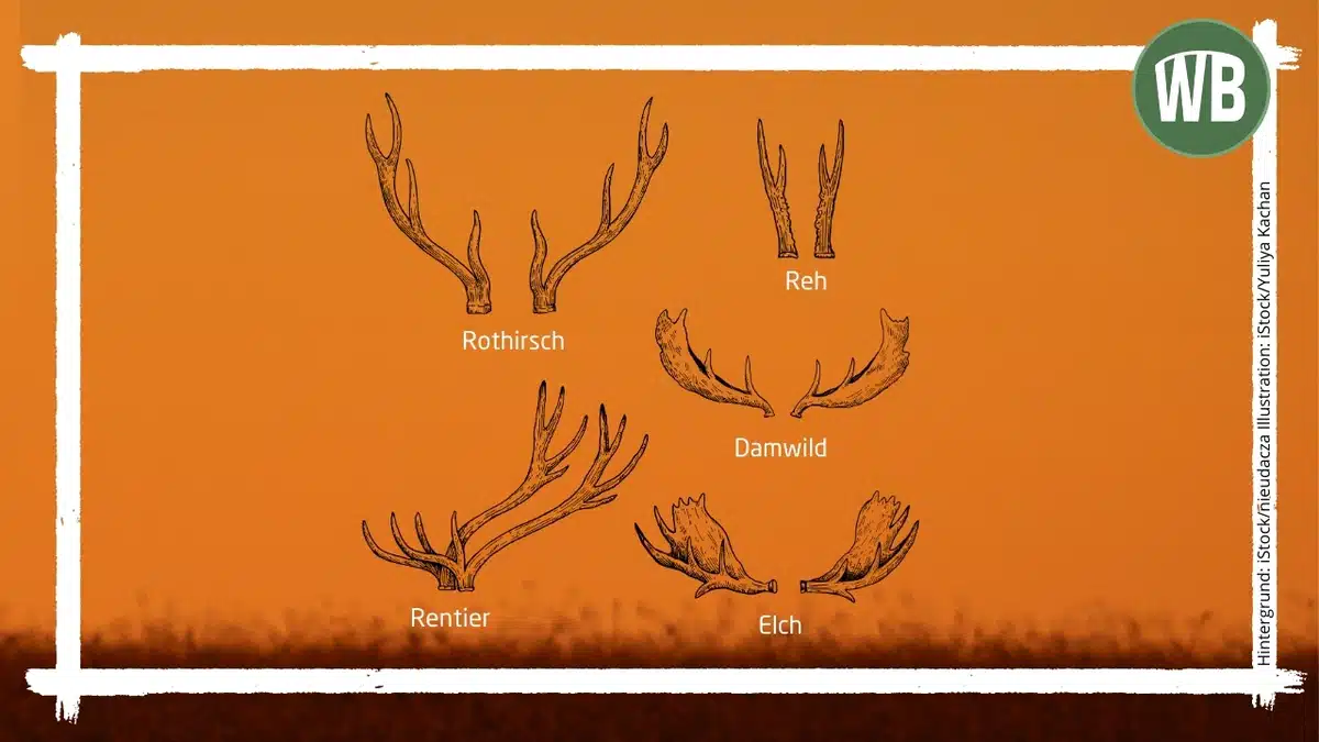 Geweih Hirsch, Reh, Elch, Damhirsch und Rentier im Vergleich - Wildtiere in Europa Geweih Hirsch, Reh, Elch, Damhirsch und Rentier im Vergleich - Wildtiere in Europa