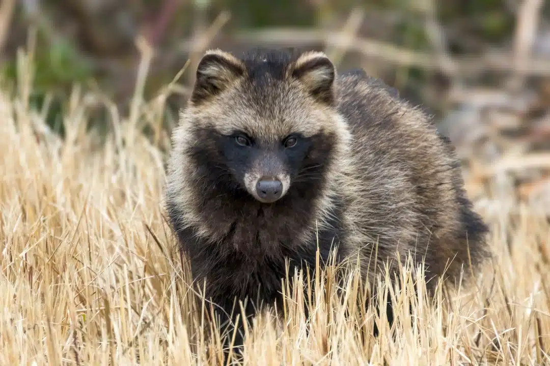 Ist der Marderhund gefährlich - Wildtiere in Europa Ist der Marderhund gefährlich - Wildtiere in Europa