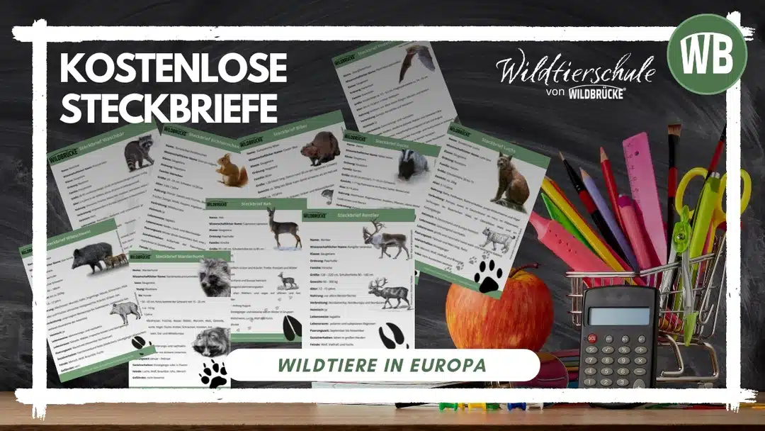 Kostenlose Wildtiere Steckbriefe - Wildtierschule Kostenlose Wildtiere Steckbriefe - Wildtierschule