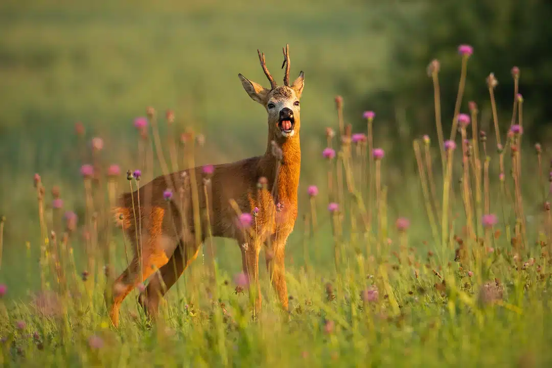 Reh Geräusche - Wildtiere in Europa Reh Geräusche - Wildtiere in Europa