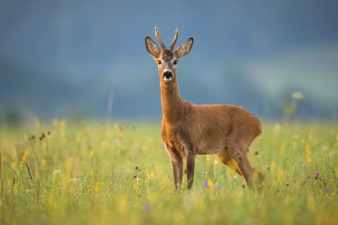 Rehbock - Wildtiere in Deutschland Rehbock - Wildtiere in Deutschland