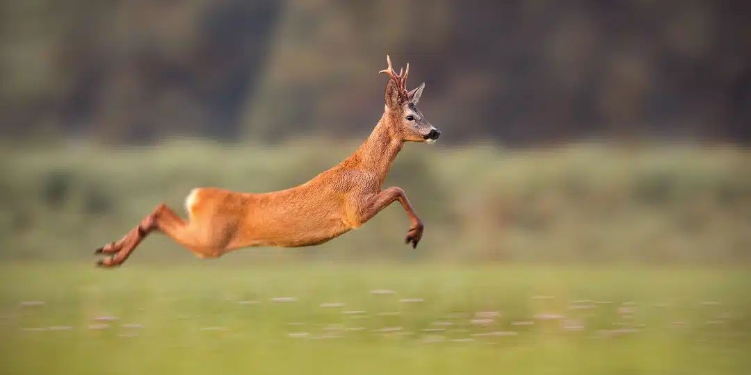 Rehbock im Sprung - Wildtiere in Deutschland Rehbock im Sprung - Wildtiere in Deutschland