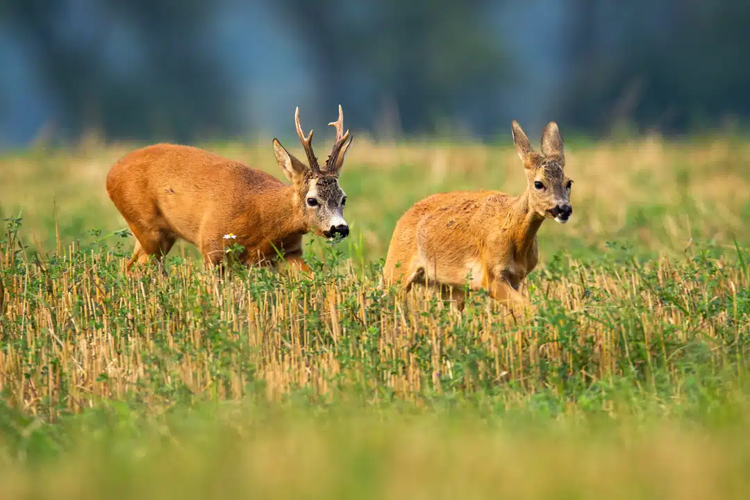 Rehbock und Ricke - Wildtiere in Deutschland Rehbock und Ricke - Wildtiere in Deutschland