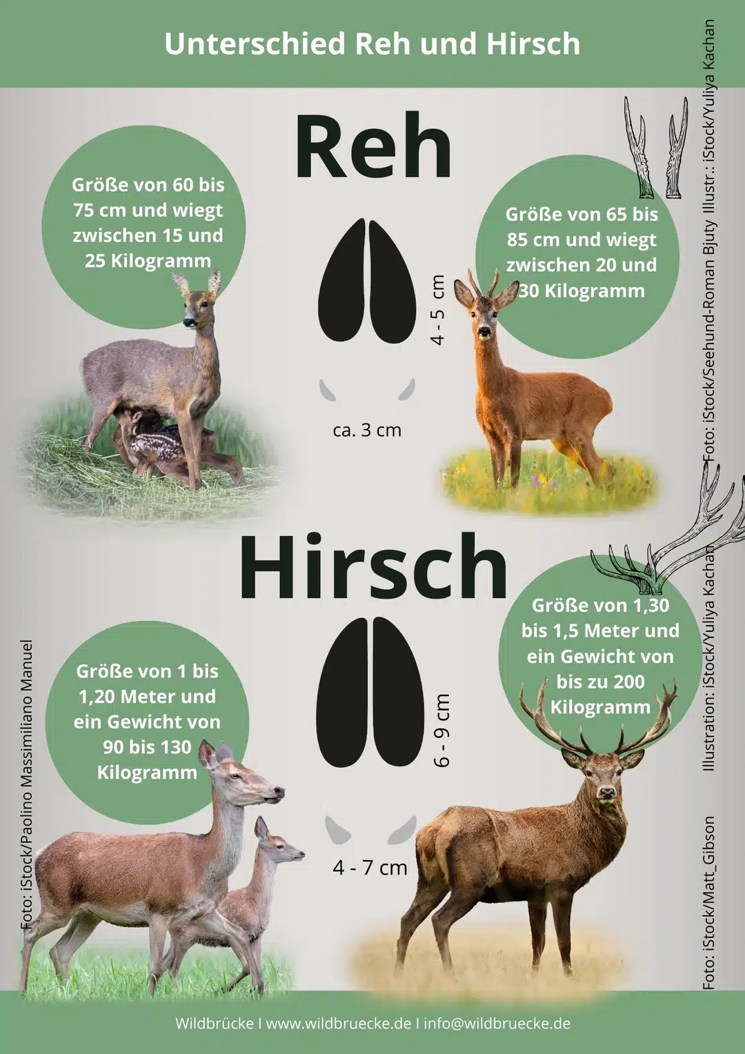 Unterschied Reh und Hirsch - Wildtiere in Deutschland