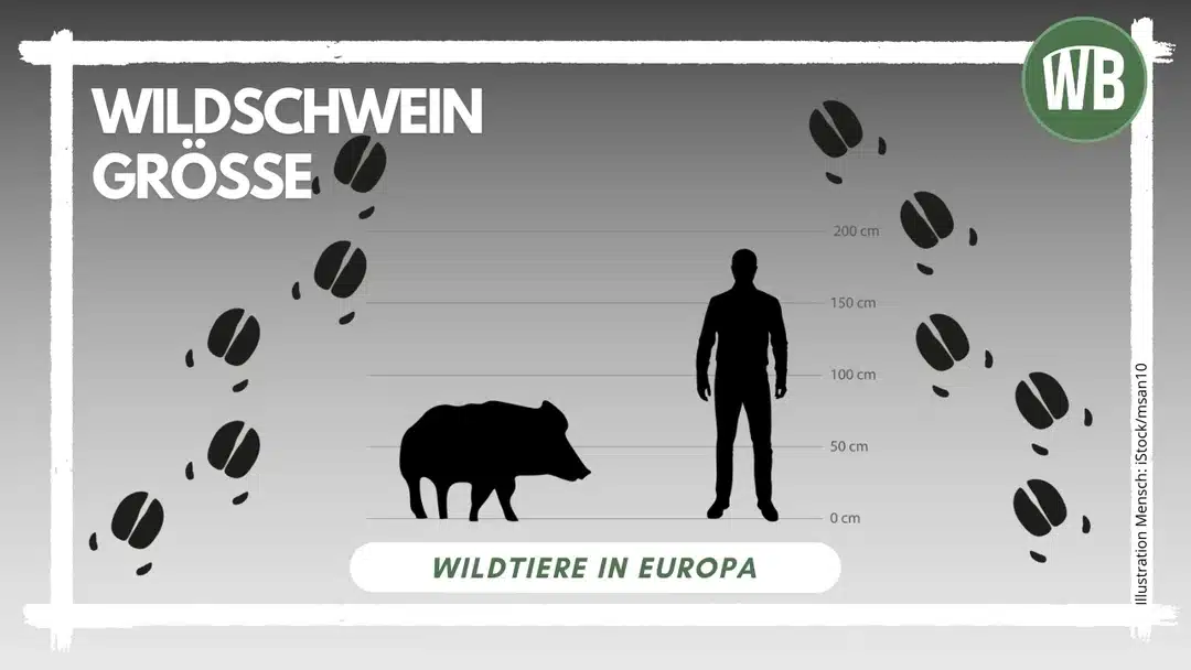 Wildschwein Größe - Wildtiere in Europa Wildschwein Größe - Wildtiere in Europa