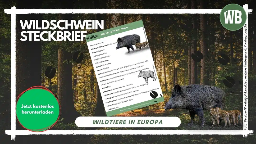 Wildschwein Steckbrief kostenlos herunterladen Wildschwein Steckbrief kostenlos herunterladen