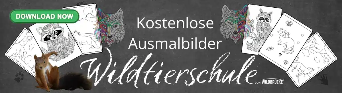 In der Wildtierschule von Wildbrücke gibt es kostenlose Downloads, Steckbriefe, Arbeitsblätter, Unterrichtsmaterial und Ausmalbilder