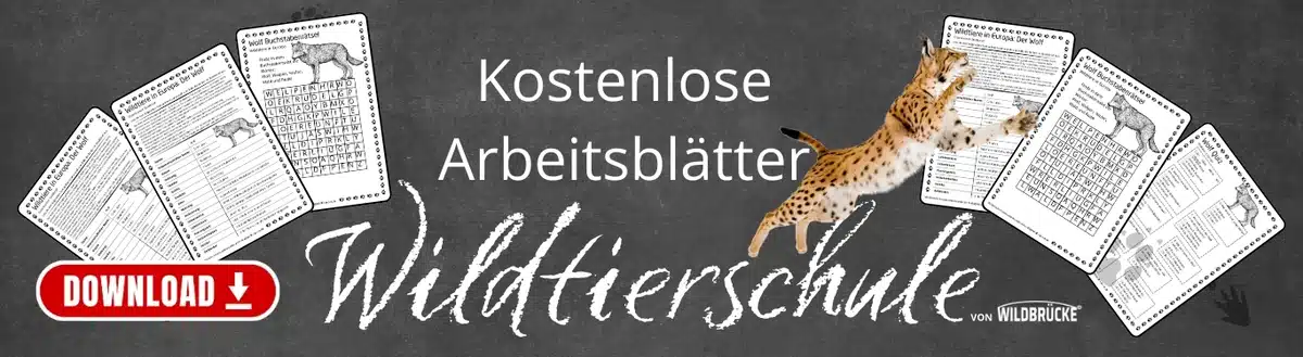 In der Wildtierschule von Wildbrücke gibt es kostenlose Downloads, Steckbriefe, Arbeitsblätter, Unterrichtsmaterial und Ausmalbilder
