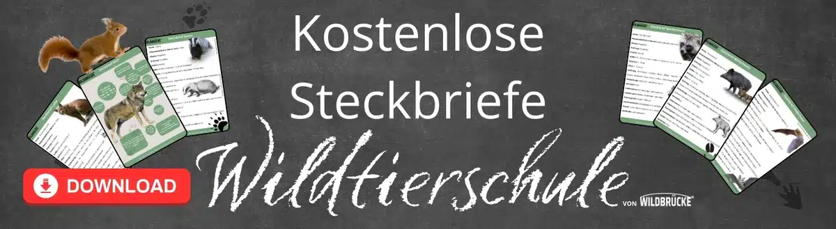 In der Wildtierschule von Wildbrücke gibt es kostenlose Downloads, Steckbriefe, Arbeitsblätter, Unterrichtsmaterial und Ausmalbilder