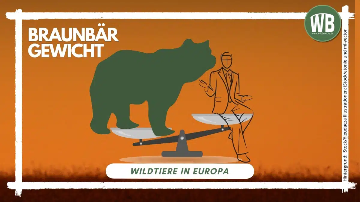Beitragsbild BraunbÀr Gewicht - Wildtiere in Europa Beitragsbild BraunbÀr Gewicht - Wildtiere in Europa