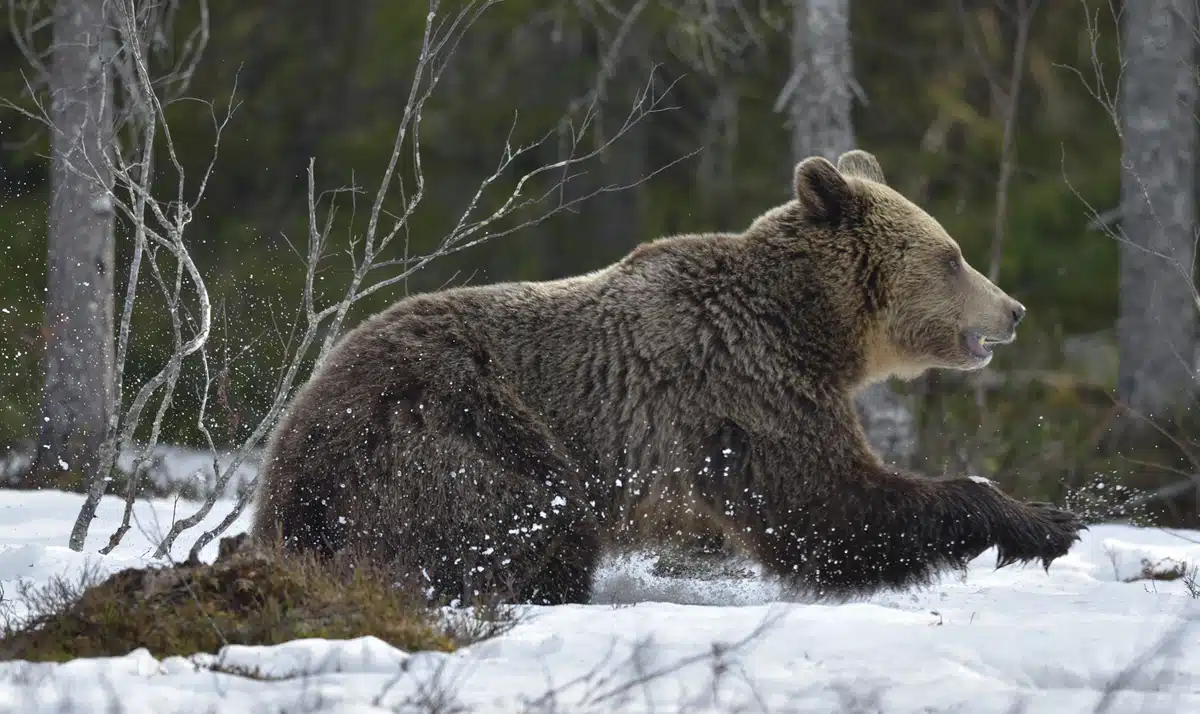 BraunbÀr Geschwindigkeit - Wildtiere in Europa BraunbÀr Geschwindigkeit - Wildtiere in Europa