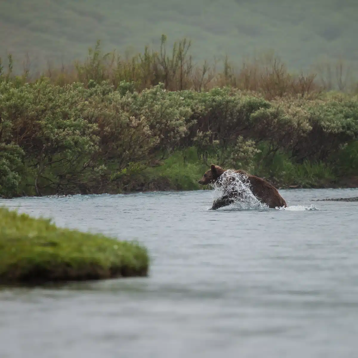 BraunbÀr Geschwindigkeit im Wasser - Wildtiere in Europa BraunbÀr Geschwindigkeit im Wasser - Wildtiere in Europa