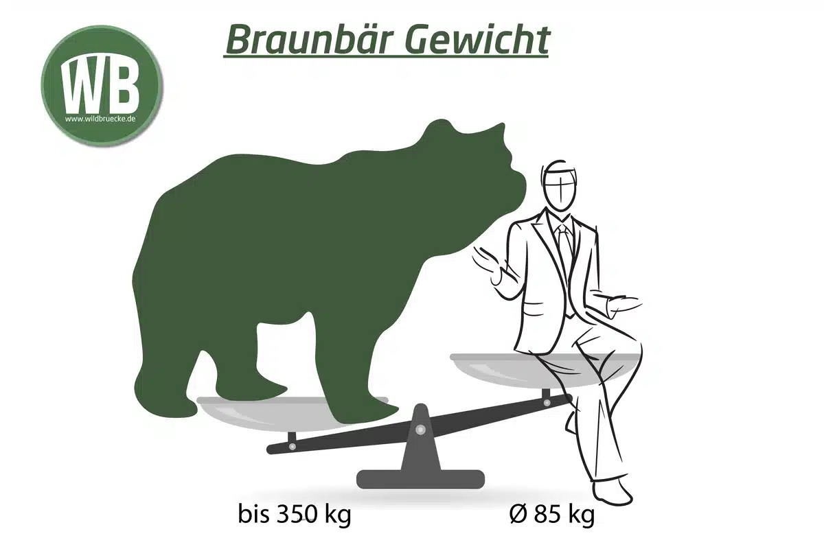 BraunbÀr Gewicht - Wildtiere in Europa BraunbÀr Gewicht - Wildtiere in Europa