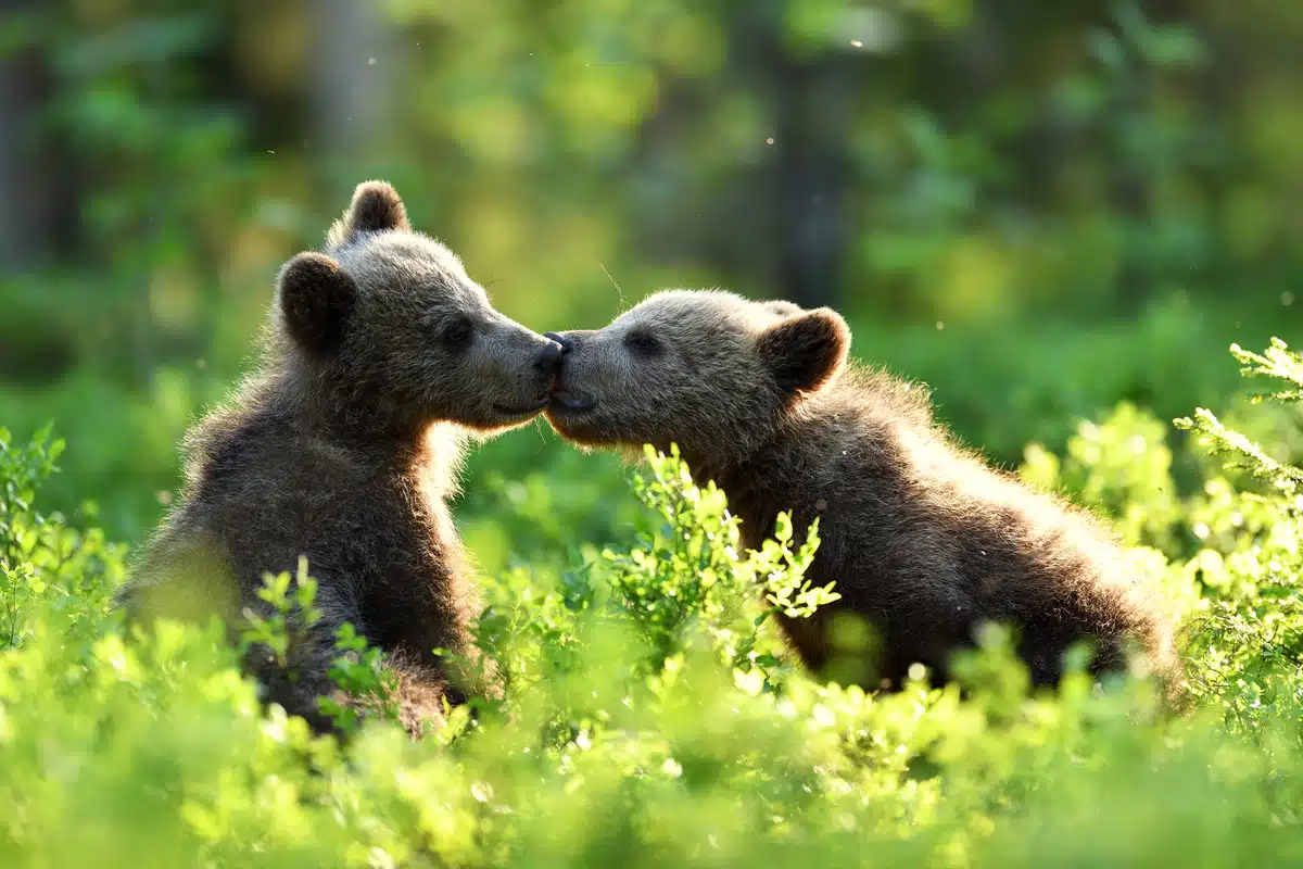 BraunbÀr Junges im Lebensraum BraunbÀr im Wald - Wildtiere in Europa BraunbÀr Junges im Lebensraum BraunbÀr im Wald - Wildtiere in Europa