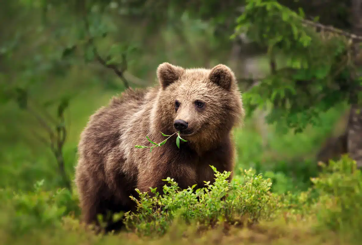 BraunbÀr Nahrung - Wildtiere in Europa BraunbÀr Nahrung - Wildtiere in Europa