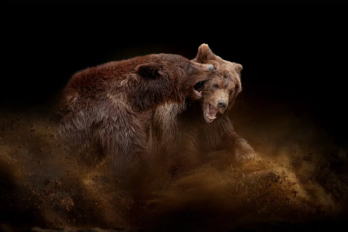 BraunbÀr gefÀhrlich - Wildtiere in Europa BraunbÀr gefÀhrlich - Wildtiere in Europa