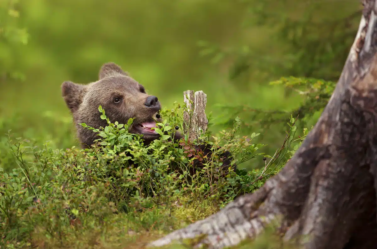 Braunbär junges Nahrung - Wildtiere in Europa