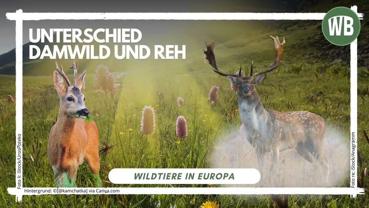 Damwild Reh Unterschied - Wildtiere in Europa Damwild Reh Unterschied - Wildtiere in Europa