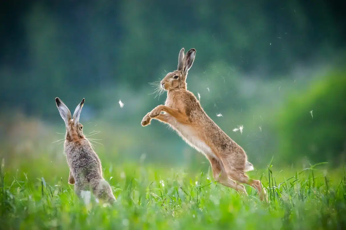 Feldhase Feind - Wildtiere in Europa Feldhase Feind - Wildtiere in Europa