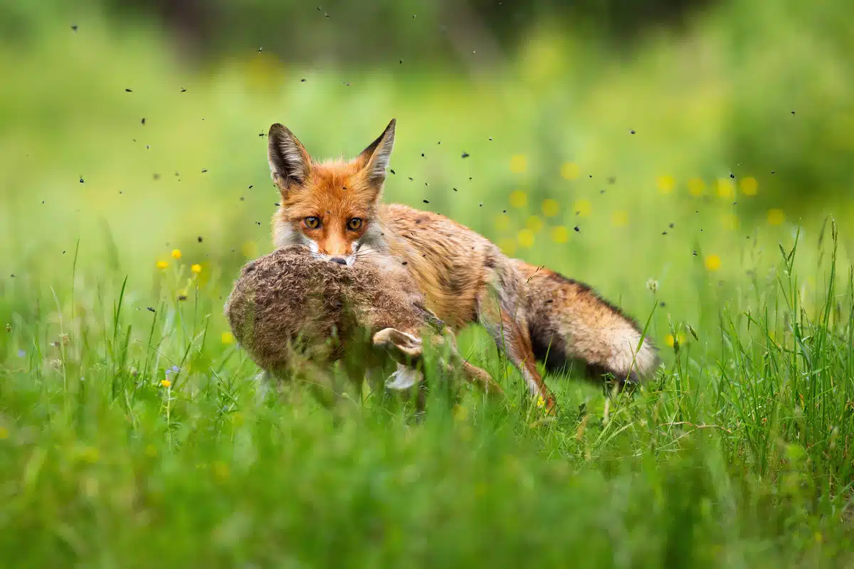 Feldhase Feind - der Fuchs - Wildtiere in Europa Feldhase Feind - der Fuchs - Wildtiere in Europa